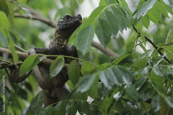 Fototapeta Soa-soa layar / Hydrosaurus amboinensis is the largest semi-aquatic lizard in the Agamidae family. At first glance, the body shape more like miniature dinosaurs or dragons
