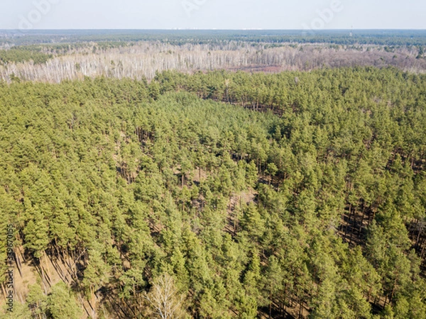 Fototapeta Pine forest in sunny weather in spring. Aerial drone view.