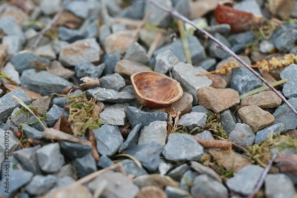 Obraz Schale einer Haselnuss 