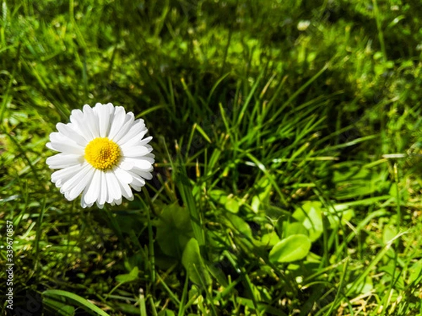 Fototapeta daisy in grass