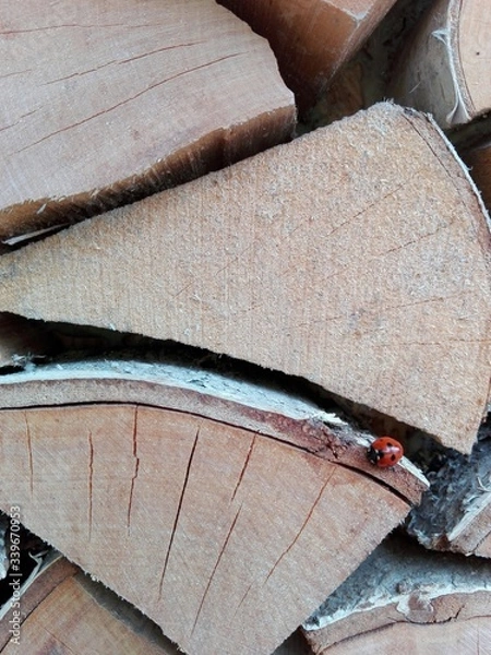 Fototapeta Close-up small red ladybug sitting on a birch log