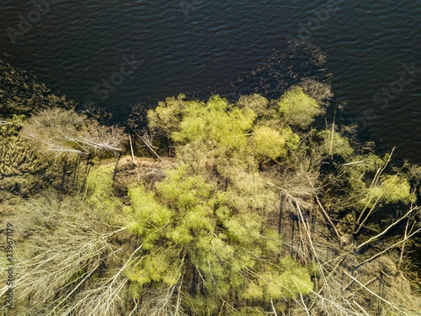 Fototapeta Shore of a forest lake with dense trees in the water. Aerial drone view.