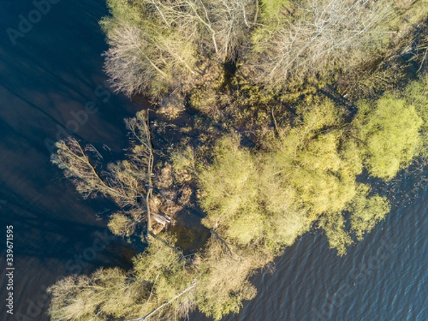 Fototapeta Shore of a forest lake with dense trees in the water. Aerial drone view.