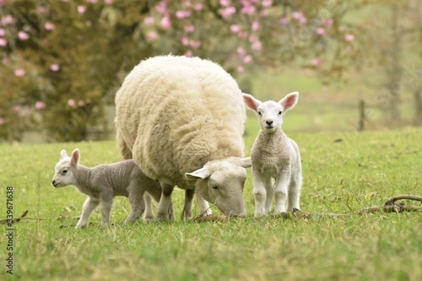 Obraz  lamb and sheep