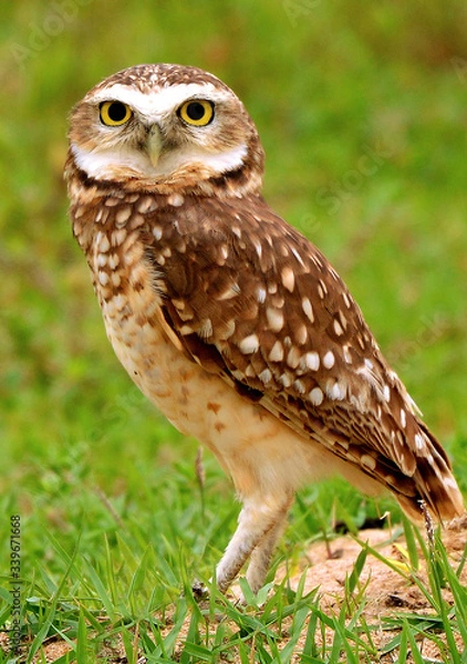 Obraz CORUJA BURAQUEIRA