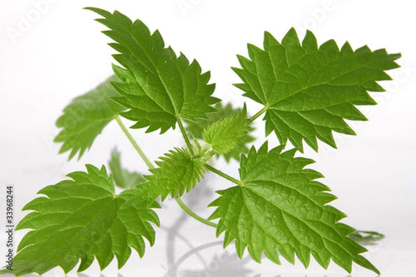 Obraz nettle leafs