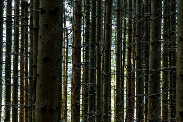 Fototapeta Arbres de la forêt à Villard De Lans