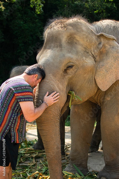 Fototapeta A man leaning forward and touching a female Asian elephant.  He has his forehead placed on the top of her trunk and his hands lightly rested on her trunk.