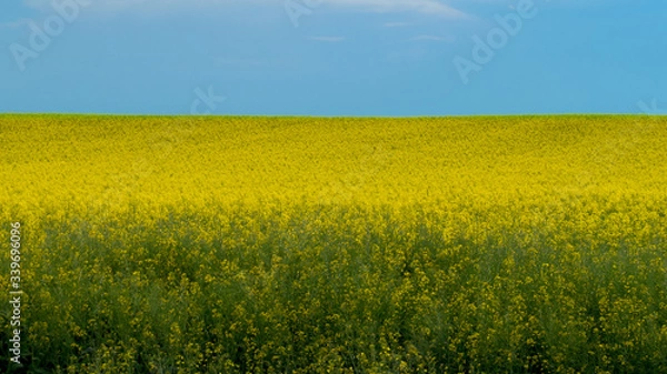 Obraz Blooming Rapeseed Field in Summer