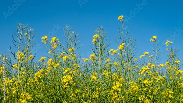 Fototapeta Blooming Rapeseed Field in Summer