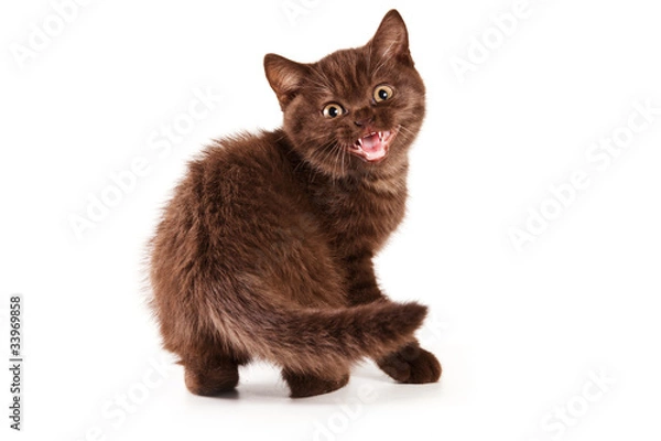Obraz British kitten on white background