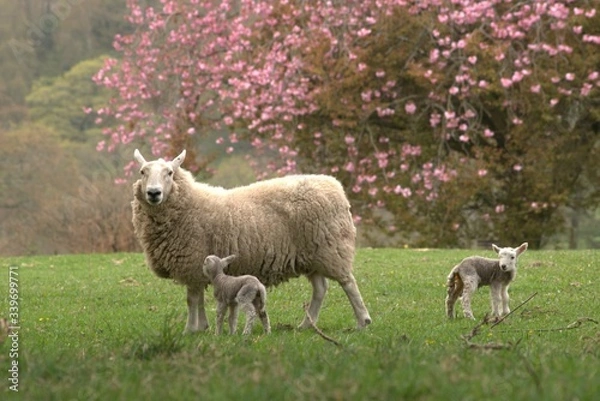 Obraz sheep and lambs grazing