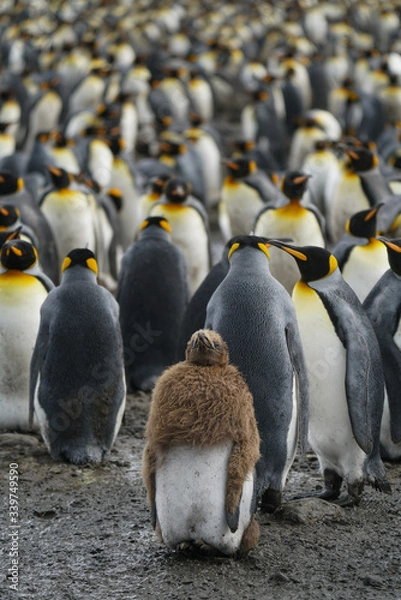 Obraz A Different Penguin