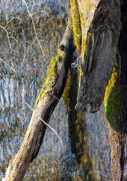 Fototapeta tree trunks in the woods