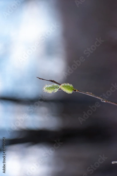 Obraz willows close up