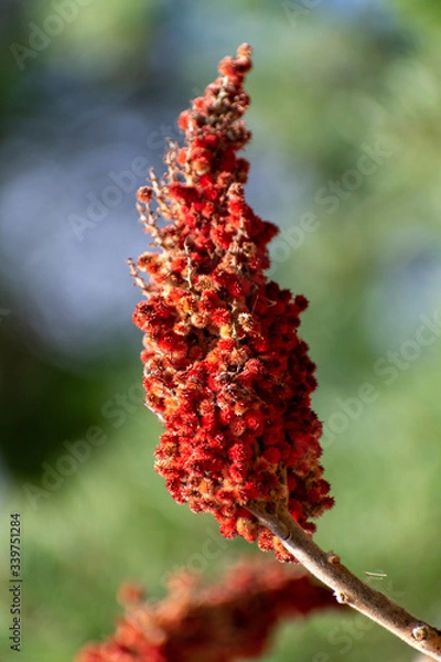 Obraz poison sumac close up
