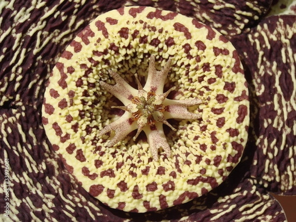 Obraz STAPELIA VARIEGATA