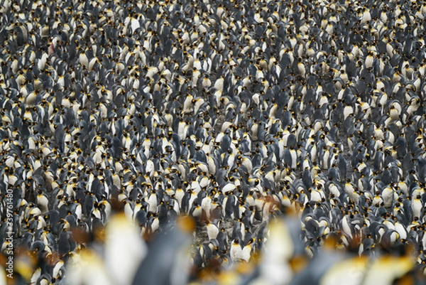 Obraz Penguin Pattern