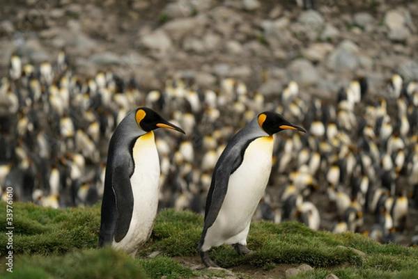 Obraz Penguins Walking Amidst Colony