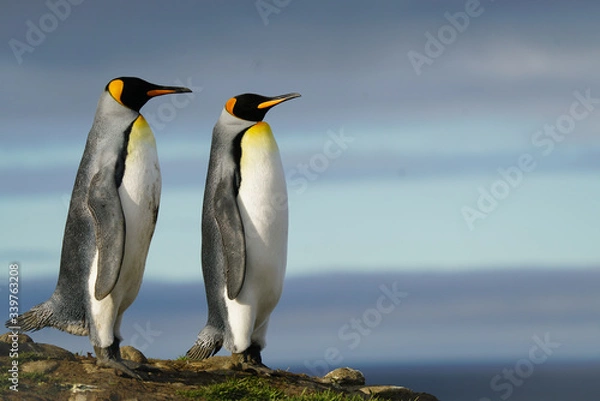 Obraz Two Penguins Standing on Rock