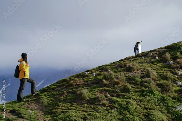 Fototapeta Hiker Following Penguins