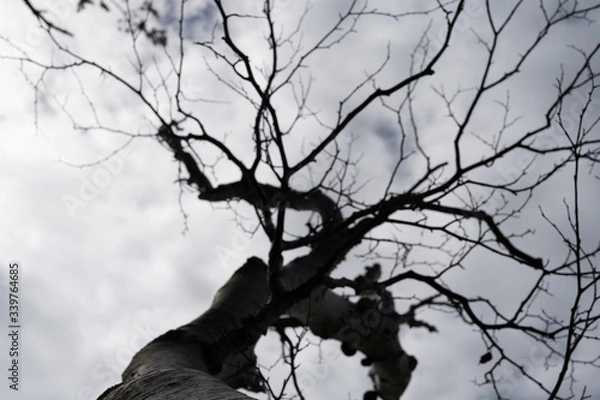 Obraz ominous tree in winter