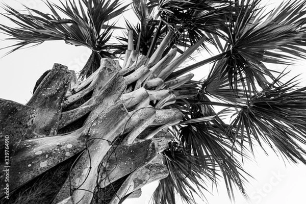 Obraz Black and White Palm Tree