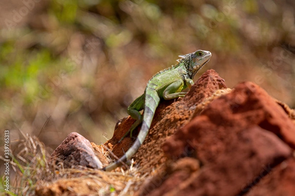 Obraz Iguana on a rock