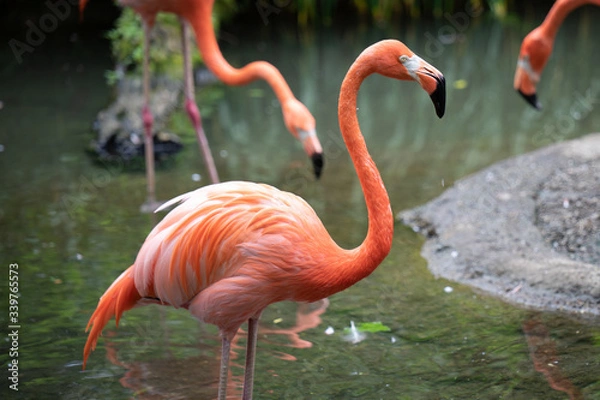 Obraz Pink Flamingo