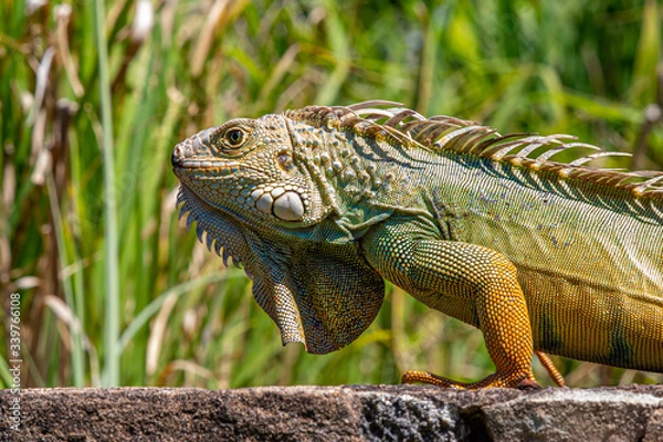 Obraz iguana on a rock