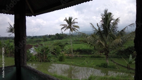 Fototapeta palm trees in the morning