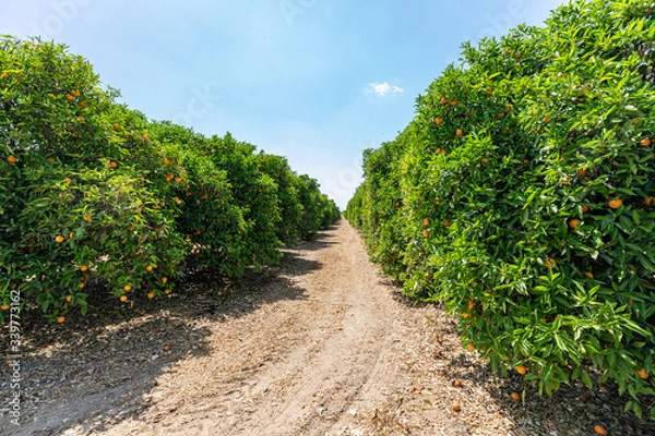 Obraz Orange tree orchard with oranges