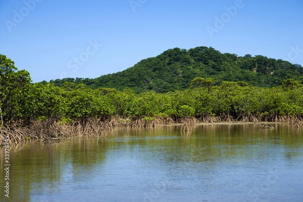 Obraz マングローブの群落