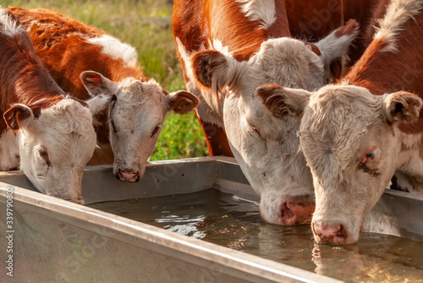 Fototapeta Real photograph of cows drinking water from a drinking rough at summer with nice sunlight photo about drought, sustainable domestic animal husbandry, and farming