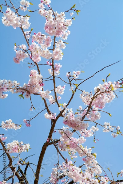 Obraz Cherry blossom