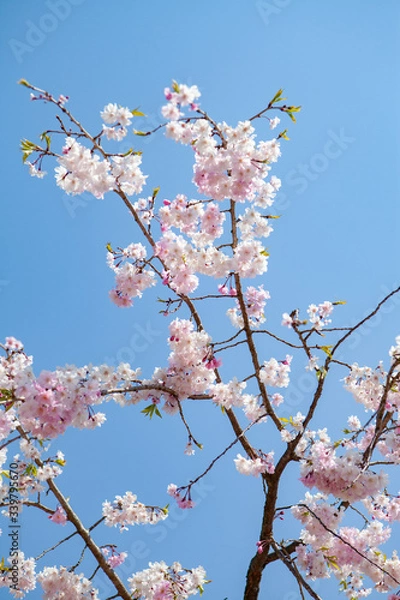 Obraz Cherry blossom