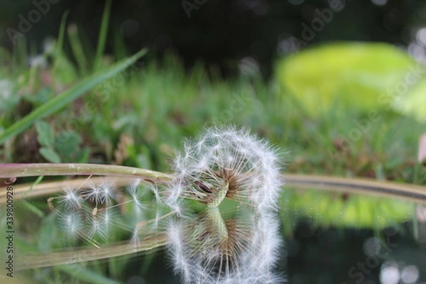Fototapeta clear dandelion