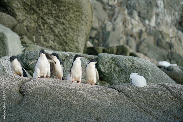 Obraz Molting, Penguins Standing on Rock