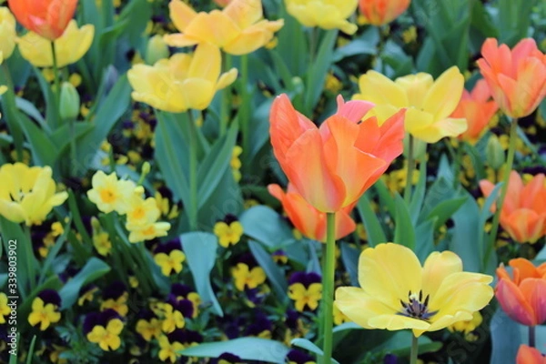 Obraz tulips in spring