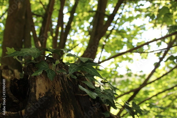 Fototapeta green forest