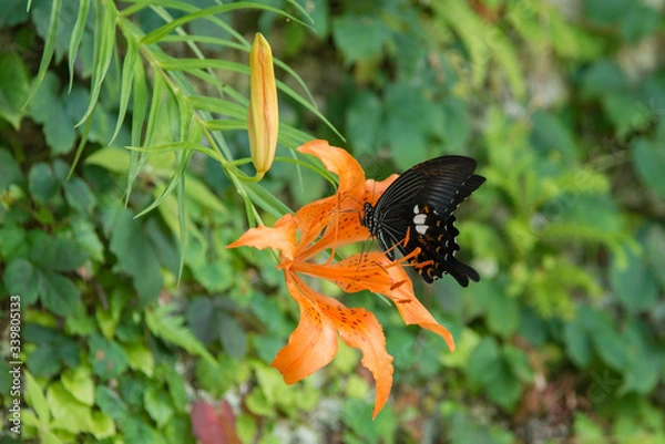 Fototapeta ミヤマスカシユリとキモンアゲハ