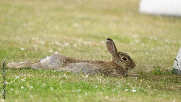 Obraz Wildkaninchen
