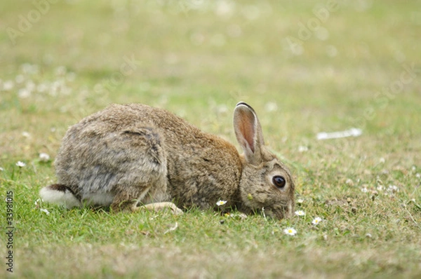 Obraz Wildkaninchen