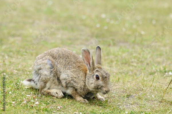 Obraz Wildkaninchen