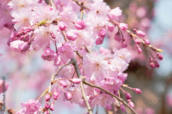 Obraz 鮮やかな桃色の枝垂桜