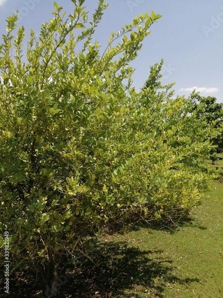 Fototapeta green apple tree