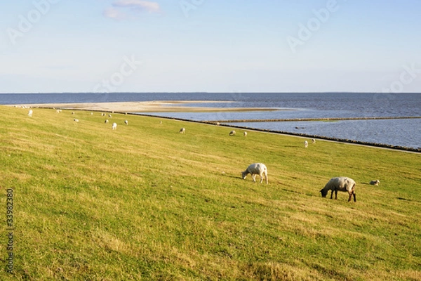 Obraz Schafe auf dem Deich