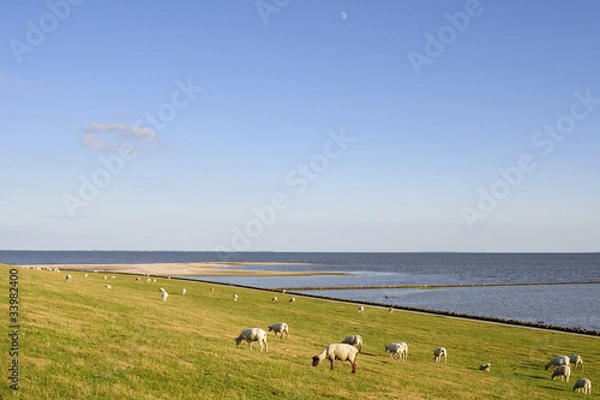 Obraz Schafe auf dem Deich