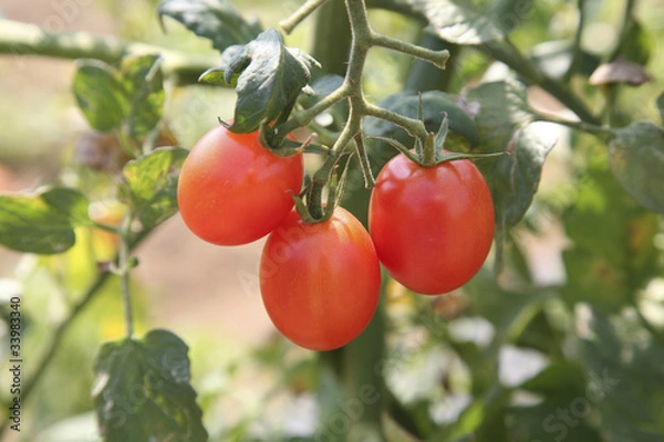Fototapeta プチトマト