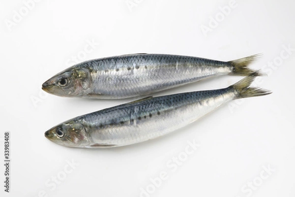 Fototapeta いわし